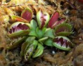 /album/fotogaleria-dionaea/images-3-jpg5/